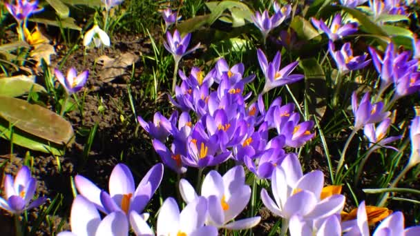 Hermosos cocodrilos de primavera y galanthus — Vídeos de Stock