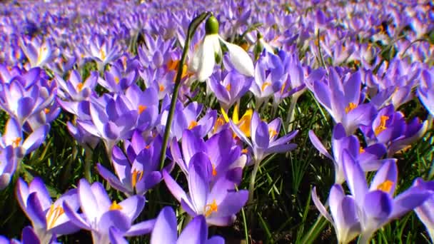 Hermosos cocodrilos de primavera y galanthus — Vídeo de stock