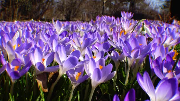 Beautiful spring crocuses and galanthus — Stock Video