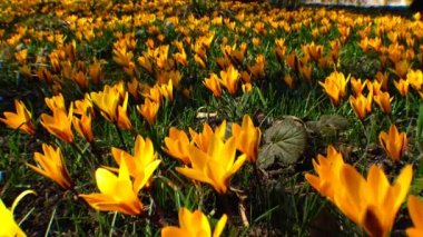 Güzel bahar çiğdemler ve bahçede galanthus