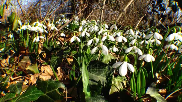 Snowdrops, tanaman langka dan terancam punah dari selatan Ukraina — Stok Video