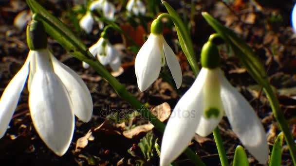 Sněženky, vzácné a ohrožené rostliny na jihu Ukrajiny — Stock video