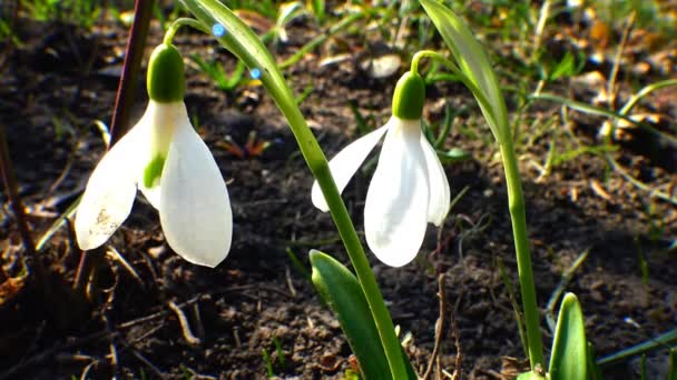 Snowdrops, rare and endangered plants of the south of Ukraine — Stock Video
