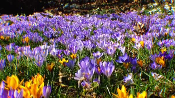 Bonitos crocos de primavera e galanthus no jardim — Vídeo de Stock