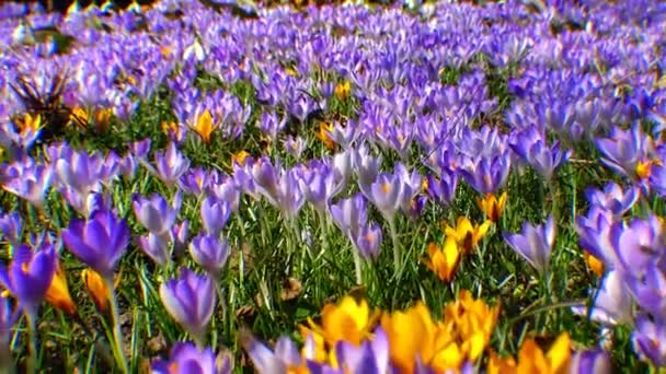 Bonitos crocos de primavera e galanthus no jardim — Vídeo de Stock