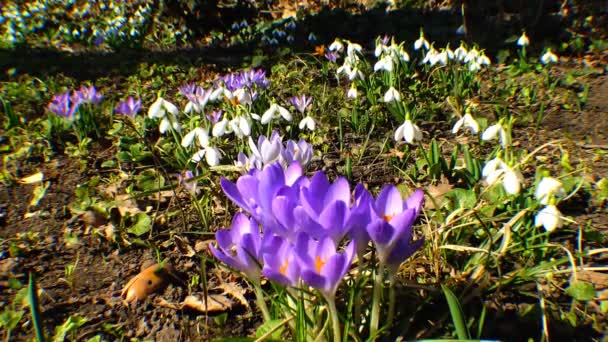 Beautiful spring crocuses and galanthus in the garden — Stock Video