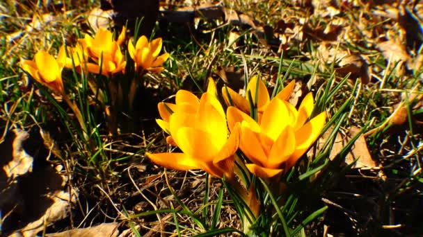 Schöne Frühlingskrokusse und Galanthus im Garten — Stockvideo
