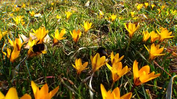 Hummel sammelt Honig auf lila Krokusblüten — Stockvideo