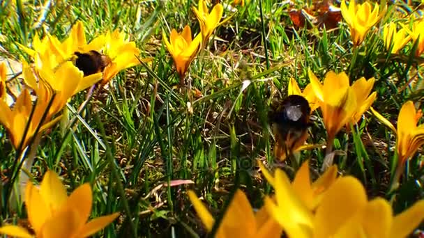 Bumblebee coleta mel em flores de croco roxo — Vídeo de Stock