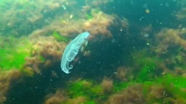 Aurelia aurita (ay jöle, ay denizanası, ortak denizanası veya daire jöle)