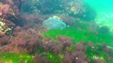 Aurelia aurita (ay jöle, ay denizanası, ortak denizanası veya daire jöle)