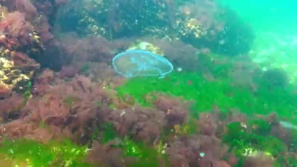 Aurelia aurita (gelatina lunare, medusa lunare, medusa comune, o gelatina piattino ) — Video Stock