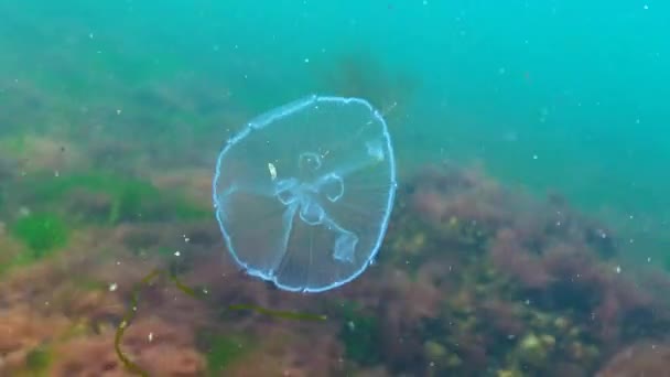 Aurelia uszata (Księżyc galaretki, księżyc jellyfish, jellyfish wspólne lub spodek galaretki) — Wideo stockowe