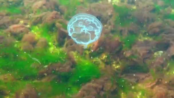 Aurelia aurita (ay jöle, ay denizanası, ortak denizanası veya daire jöle) — Stok video