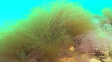 Karadeniz flora. Kırmızı algler (Porphira leucosticta, Ceramium sp., Enteromorpha sp.) Karadeniz'de Mart ayında buzlu