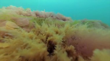 Hydroid polip Obelia taş Karadeniz'de