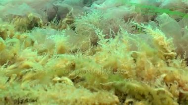 Hydroid polip Obelia taş Karadeniz'de