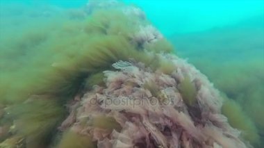 Karadeniz flora. Kırmızı algler (Porphira leucosticta, Ceramium sp., Enteromorpha sp.) 