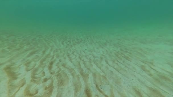 De bodem van de zee, bedekt met golven van zand — Stockvideo