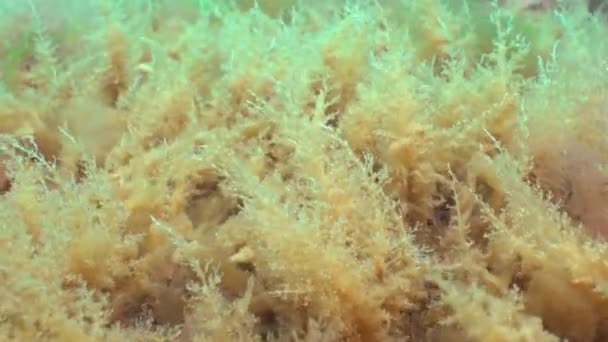 Hydroid polypy Obelia na kamenech v černém moři — Stock video