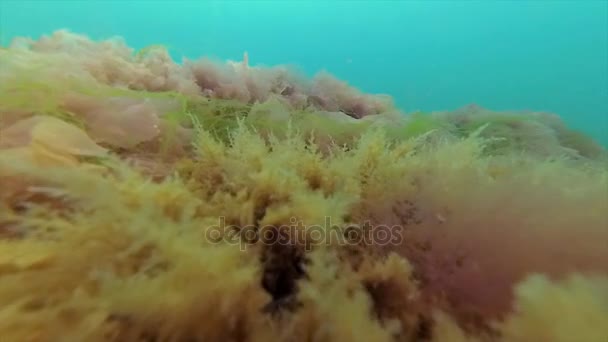 Викопні рештки гідроїдних відомі поліпи Obelia на камені в Чорному морі — стокове відео
