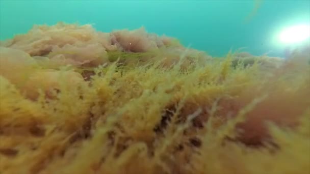 Hydroid polypy Obelia na kamenech v černém moři — Stock video