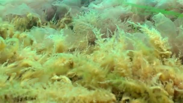 Pólipos hidroides Obelia sobre pedras no Mar Negro — Vídeo de Stock