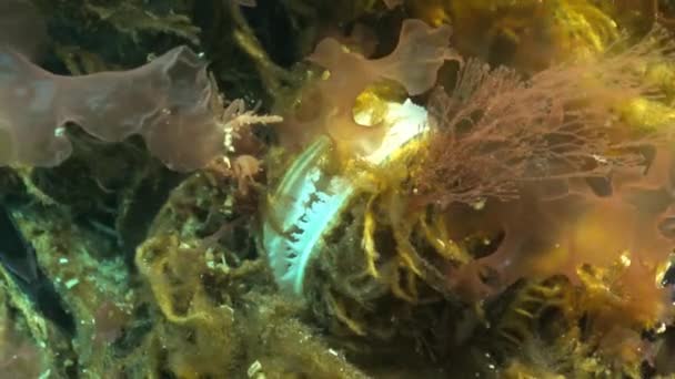 Nytilus galloprovincialis filtra l'acqua sulle rocce del Mar Nero — Video Stock