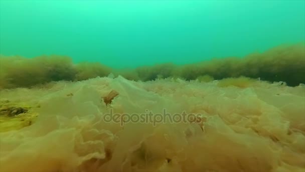 Černé moře flora. Potápěč a červené řasy (Porphira leucosticta) na skalách v březnu v černém moři — Stock video