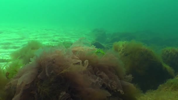 黑海地区植物区系。红藻 （Porphira leucosticta，Ceramium 某地，浒苔 sp.) — 图库视频影像