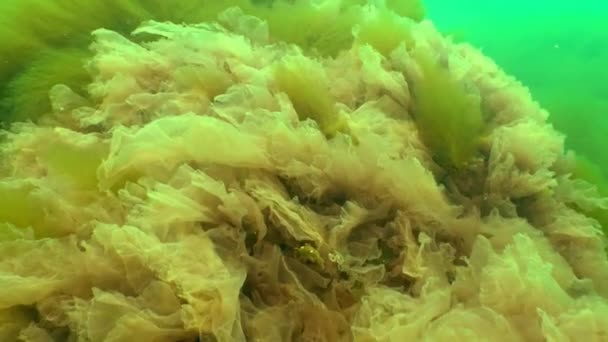 Черноморская флора. Красные водоросли (Porphira leucosticta, Ceramium sp., Enteromorpha sp.) на скалах в марте в Черном море — стоковое видео
