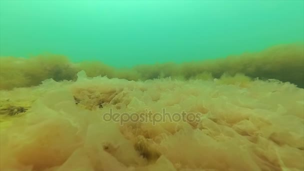 Černé moře flora. Červené řasy (Porphira leucosticta, Ceramium sp., Enteromorpha sp.) — Stock video