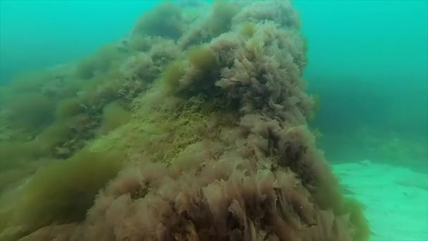 Flora del Mar Nero. Alghe rosse (Porphira leucosticta, Ceramium sp., Enteromorpha sp. .) — Video Stock