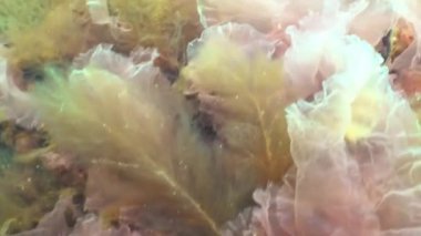 Karadeniz flora. Mart ayında kayalarda Karadeniz üzerinde kırmızı algler (Porphira leucosticta)