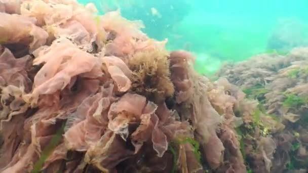 Svarta havet flora. Röda alger (Porphira leucosticta, Ceramium sp., Enteromorpha sp.) — Stockvideo