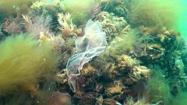 Flora del Mar Negro. Algas rojas (Porphira leucosticta, Ceramium sp., Enteromorpha sp.) en las rocas en marzo en el Mar Negro — Vídeo de stock
