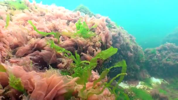 Svarta havet flora. Röda alger (Porphira leucosticta, Ceramium sp., Enteromorpha sp.) — Stockvideo