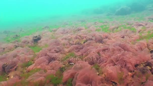 Черноморская флора. Красные водоросли (Porphira leucosticta, Ceramium sp., Enteromorpha sp. .) — стоковое видео