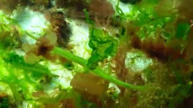 Broadnosed pipefish (Syngnathus typhle) Syngnathidae ailesinin bir balıktır