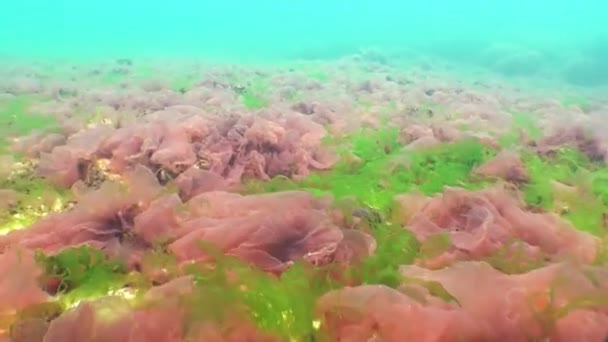 黑海地区植物区系。红藻 （Porphira leucosticta，Ceramium sp。，浒苔某地） 三月份在黑色的大海中的岩石上 — 图库视频影像