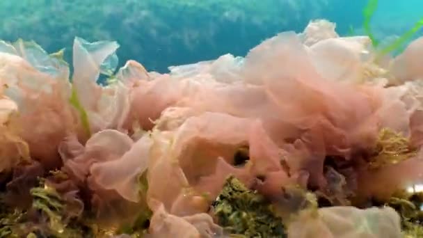 Flora del Mar Nero. Alghe rosse (Porphira leucosticta, Ceramium sp., Enteromorpha sp.) sulle rocce a marzo nel Mar Nero — Video Stock