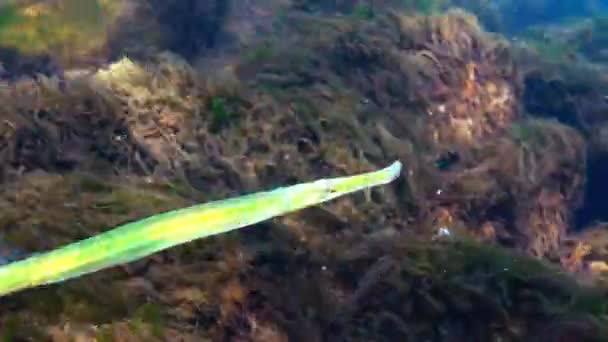 Broadnosed zeenaald (Syngnathus typhle) is een vis uit de familie Syngnathidae — Stockvideo