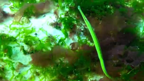 Il pesce pipa diffuso (Syngnathus typhle) è un pesce della famiglia Syngnathidae — Video Stock