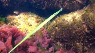 Broadnosed pipefish (Syngnathus typhle) Syngnathidae ailesinin bir balıktır