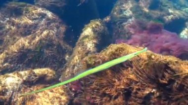 Broadnosed pipefish (Syngnathus typhle) Syngnathidae ailesinin bir balıktır