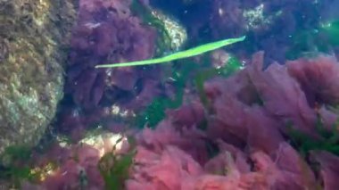 Broadnosed pipefish (Syngnathus typhle) Syngnathidae ailesinin bir balıktır