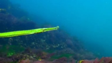 Broadnosed pipefish (Syngnathus typhle) Syngnathidae ailesinin bir balıktır