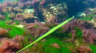 Broadnosed pipefish (Syngnathus typhle) Syngnathidae ailesinin bir balıktır
