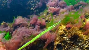 Broadnosed pipefish (Syngnathus typhle) Syngnathidae ailesinin bir balıktır