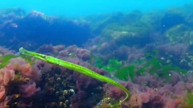 Broadnosed pipefish (Syngnathus typhle) Syngnathidae ailesinin bir balıktır